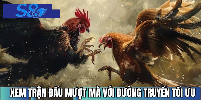 Xem trận đấu mượt mà với đường truyền tối ưu